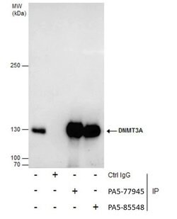 Invitrogen DNMT3A Polyclonal Antibody 100 &mu;L; Unconjugated:Antibodies,