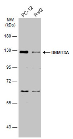 Invitrogen DNMT3A Polyclonal Antibody 100 &mu;L; Unconjugated:Antibodies,