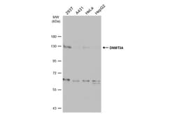 Invitrogen DNMT3A Polyclonal Antibody 100 &mu;L; Unconjugated:Antibodies,