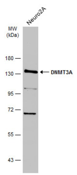 Invitrogen DNMT3A Polyclonal Antibody 100 &mu;L; Unconjugated:Antibodies,
