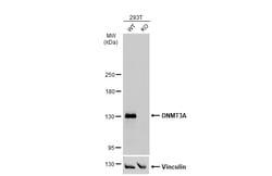 Invitrogen DNMT3A Polyclonal Antibody 100 &mu;L; Unconjugated:Antibodies,