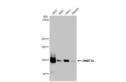 Invitrogen DNMT3A Polyclonal Antibody 100 &mu;L; Unconjugated:Antibodies,