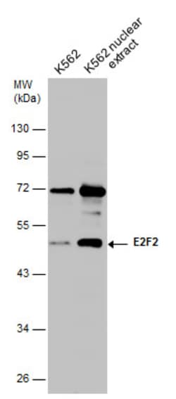 Invitrogen E2F2 Polyclonal Antibody 100 &mu;L; Unconjugated:Antibodies,