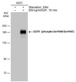 Invitrogen Phospho-EGFR (Ser1046, Ser1047) Polyclonal Antibody 100 &mu;L;