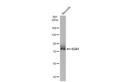 Invitrogen EGR1 Polyclonal Antibody 100 &mu;L | Buy Online | Invitrogen&trade; | Fisher Scientific