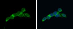 Invitrogen eIF4E Polyclonal Antibody 100 &mu;L; Unconjugated:Antibodies,