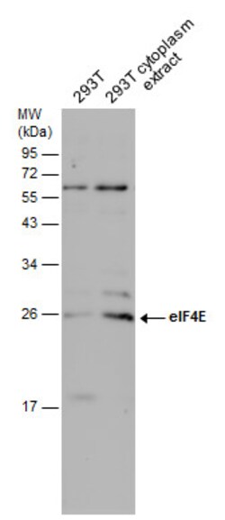 Invitrogen eIF4E Polyclonal Antibody 100 &mu;L; Unconjugated:Antibodies,