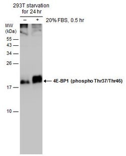 Invitrogen Phospho-4EBP1 (Thr37, Thr46) Polyclonal Antibody 100 &mu;L;