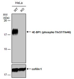 Invitrogen Phospho-4EBP1 (Thr37, Thr46) Polyclonal Antibody 100 &mu;L;