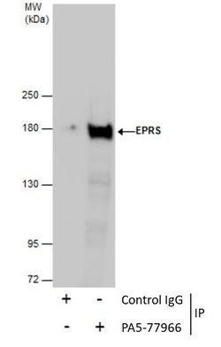 Invitrogen EPRS Polyclonal Antibody 100 &mu;L; Unconjugated:Antibodies,