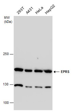 Invitrogen EPRS Polyclonal Antibody 100 &mu;L; Unconjugated:Antibodies,