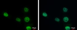 Invitrogen ERCC1 Polyclonal Antibody 100 &mu;L; Unconjugated:Antibodies,