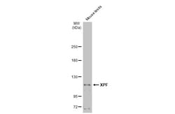 Invitrogen XPF Polyclonal Antibody 100 &mu;L; Unconjugated:Antibodies,