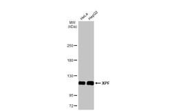 Invitrogen XPF Polyclonal Antibody 100 &mu;L; Unconjugated:Antibodies,