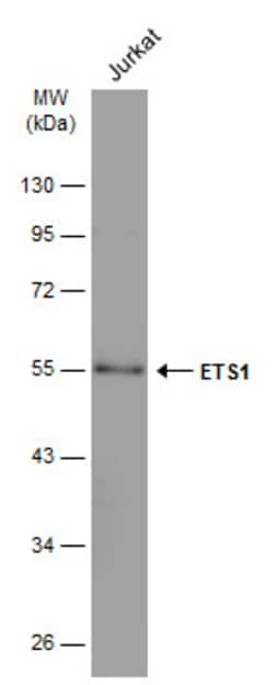 Invitrogen ETS1 Polyclonal Antibody 100 &mu;L; Unconjugated:Antibodies,