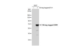 Invitrogen ETV1 Polyclonal Antibody 100 &mu;L; Unconjugated:Antibodies,