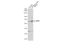 Invitrogen ETV1 Polyclonal Antibody 100 &mu;L; Unconjugated:Antibodies,
