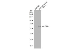 Invitrogen ETV1 Polyclonal Antibody 100 &mu;L; Unconjugated:Antibodies,