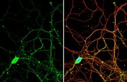 Invitrogen PYK2 Polyclonal Antibody 100 &mu;L; Unconjugated:Antibodies,