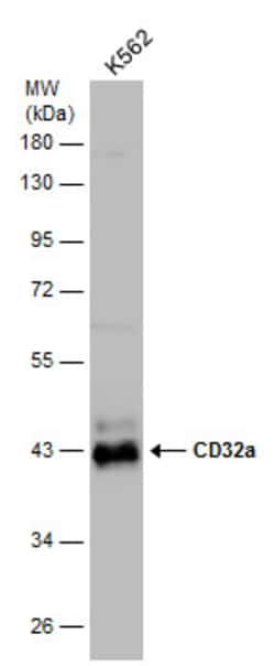 Invitrogen CD32 Polyclonal Antibody 100 &mu;L | Buy Online | Invitrogen&trade; | Fisher Scientific