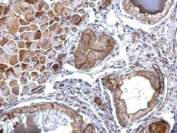 Invitrogen&trade;&nbsp;FOLR2 Polyclonal Antibody