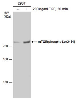 Invitrogen Phospho-mTOR (Ser2481) Polyclonal Antibody 100 &mu;L; Unconjugated:Antibodies,