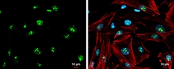 Invitrogen GBX2 Polyclonal Antibody 100 &mu;L; Unconjugated:Antibodies,
