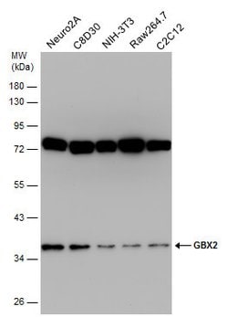 Invitrogen GBX2 Polyclonal Antibody 100 &mu;L; Unconjugated:Antibodies,