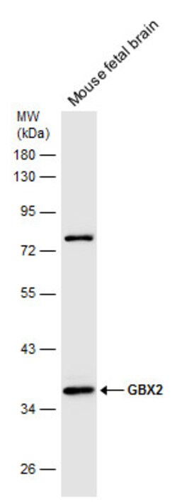 Invitrogen GBX2 Polyclonal Antibody 100 &mu;L; Unconjugated:Antibodies,