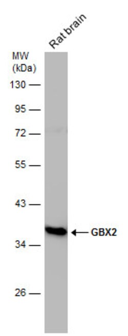 Invitrogen GBX2 Polyclonal Antibody 100 &mu;L; Unconjugated:Antibodies,