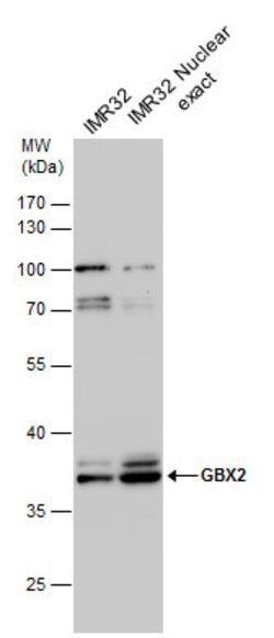Invitrogen GBX2 Polyclonal Antibody 100 &mu;L; Unconjugated:Antibodies,