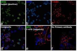 Invitrogen GFI1 Polyclonal Antibody 100 &mu;L; Unconjugated:Antibodies,