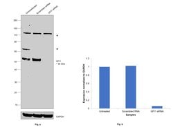 Invitrogen GFI1 Polyclonal Antibody 100 &mu;L; Unconjugated:Antibodies,