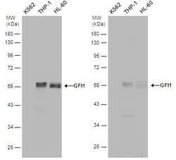 Invitrogen GFI1 Polyclonal Antibody 100 &mu;L; Unconjugated:Antibodies,