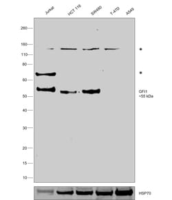 Invitrogen GFI1 Polyclonal Antibody 100 &mu;L; Unconjugated:Antibodies,