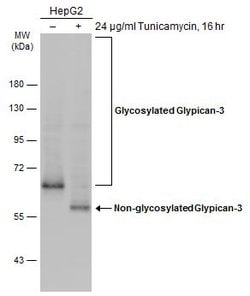 Invitrogen Glypican 3 Polyclonal Antibody 100 &mu;L | Buy Online | Invitrogen&trade; | Fisher Scientific