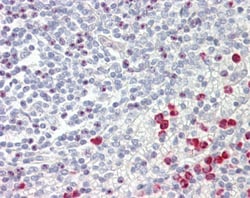 Invitrogen GNAQ Polyclonal Antibody 100 &mu;L; Unconjugated:Antibodies,