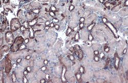 Invitrogen GOT2 Polyclonal Antibody 100 &mu;L; Unconjugated:Antibodies,