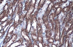Invitrogen GOT2 Polyclonal Antibody 100 &mu;L; Unconjugated:Antibodies,