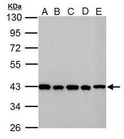 Invitrogen GOT2 Polyclonal Antibody 100 &mu;L; Unconjugated:Antibodies,