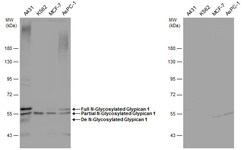 Invitrogen Glypican 1 Polyclonal Antibody 100 &mu;L | Buy Online | Invitrogen&trade; | Fisher Scientific