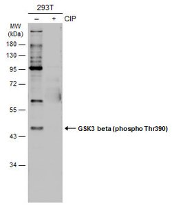 Invitrogen Phospho-GSK3B (Ser390) Polyclonal Antibody 100 &mu;L; Unconjugated:Antibodies,
