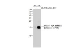 Invitrogen Phospho-Histone H2A.X (Ser139) Polyclonal Antibody 100 &mu;L;