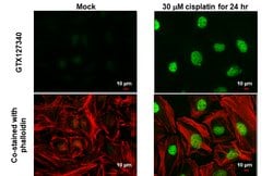 Invitrogen Phospho-Histone H2A.X (Ser139) Polyclonal Antibody 100 &mu;L;