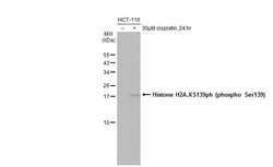 Invitrogen Phospho-Histone H2A.X (Ser139) Polyclonal Antibody 100 &mu;L;