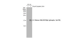 Invitrogen Phospho-Histone H2A.X (Ser139) Polyclonal Antibody 100 &mu;L;