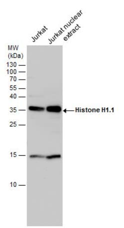 Invitrogen Histone H1.1 Polyclonal Antibody 100 &mu;L; Unconjugated:Antibodies,