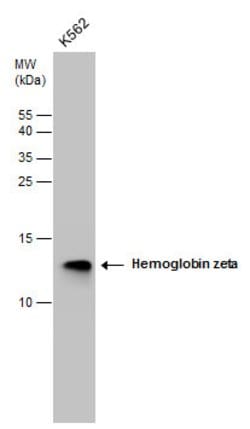 Invitrogen HBZ Polyclonal Antibody 100 &mu;L; Unconjugated:Antibodies,