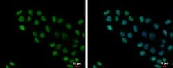 Invitrogen HMGB1/HMGB2 Polyclonal Antibody 100 &mu;L; Unconjugated:Antibodies,