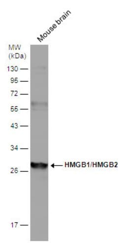 Invitrogen HMGB1/HMGB2 Polyclonal Antibody 100 &mu;L; Unconjugated:Antibodies,